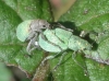 Polydrusus sp.