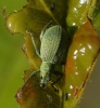 Polydrusus sp. Polydrusus sp.