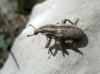 Pseudocleonus sp. Pseudocleonus sp.