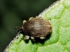 Rhinusa sp. Rhinusa sp.