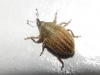 Rhinusa sp. Rhinusa sp.