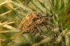 Rhynocillus? Rhynocillus?