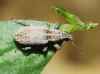 Sitona discoideus Sitona discoideus