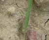 Sitona lineatus Sitona lineatus