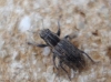 Sitona puncticollis Sitona puncticollis