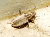Sitona discoideus? Sitona discoideus?