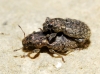 Sitona hispidulus Sitona hispidulus