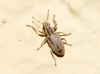 Sitona lineatus Sitona lineatus