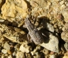 Sitona macularius? Sitona macularius?