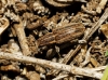 Sitona puncticollis? Sitona puncticollis?
