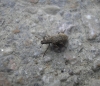 Sitona sp.