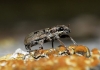 Sitona sp. Sitona sp.