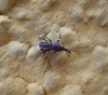 Sitophilus granarius Sitophilus granarius