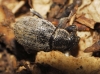 Strophosoma sp. Strophosoma sp.