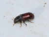 Tomicus destruens (Wollaston 1865)