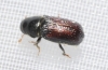 Tomicus minor (Hartig, 1834)