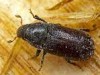 Tomicus piniperda Tomicus piniperda