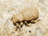 Trachyphloeus? 1d2