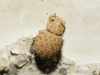 Trachyphloeus sp. Trachyphloeus sp.