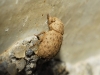 Trachyphloeus sp. Trachyphloeus sp.