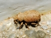Trachyphloeus sp. Trachyphloeus sp.