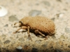 Trachyphloeus sp. Trachyphloeus sp.