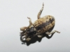 Tychius sp. Tychius sp.