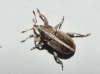 Tychius sp. Tychius sp.
