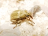 Tychius sp. Tychius sp.