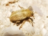Tychius sp. Tychius sp.
