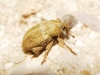 Tychius sp. Tychius sp.