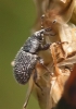 Tychius sp. Tychius sp.
