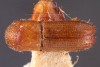Xyleborinus saxesenii Xyleborinus saxesenii