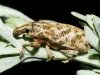 cyphocleonus dealbatus? cyphocleonus dealbatus?