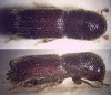 Orthotomicus longicollis Orthotomicus longicollis