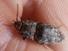 Agrypnus murinus (Linnaeus, 1758)