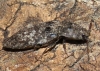 Agrypnus murinus (Linnaeus, 1758)