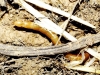 Elateridae Elateridae