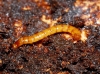 Elateridae Elateridae