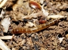 Elateridae Elateridae