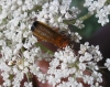 Rhagonycha (Rhagonycha) fulva (Scopoli, 1763)