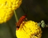 Rhagonycha (Rhagonycha) fulva (Scopoli, 1763)