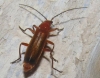 Rhagonycha (Rhagonycha) fulva (Scopoli, 1763)