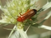 Rhagonycha (Rhagonycha) fulva (Scopoli, 1763)