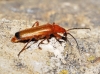 Rhagonycha (Rhagonycha) fulva (Scopoli, 1763)