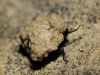 Georissus sp.