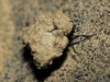 Georissus sp.