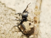 Georissus sp.