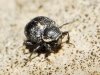 Georissus sp. Georissus sp.