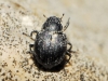 Georissus sp. Georissus sp.